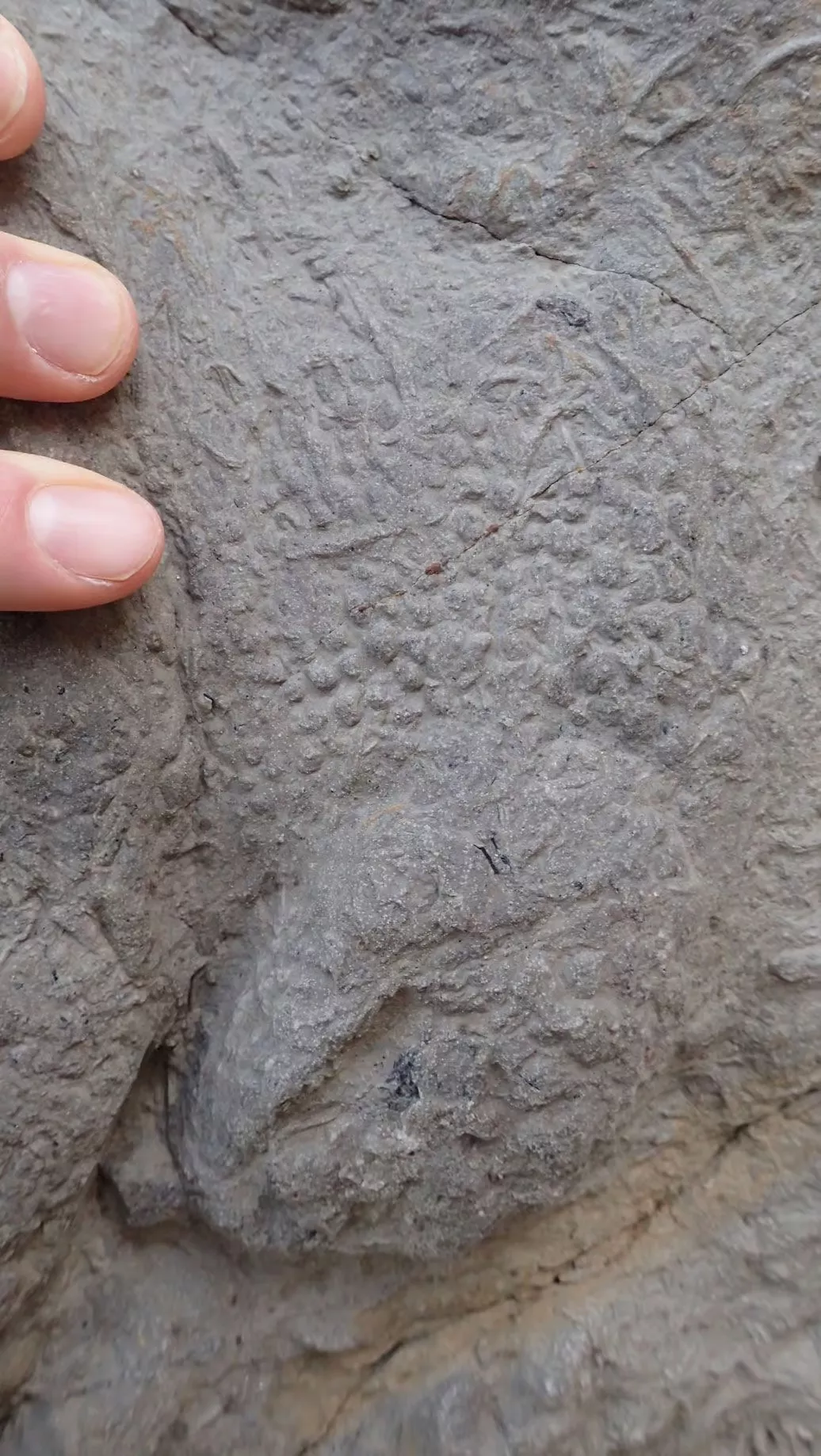 fossil